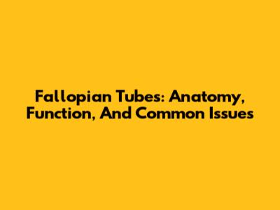 Fallopian Tubes: Anatomy, Function, And Common Issues