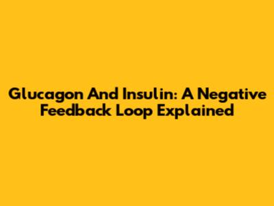 Glucagon And Insulin: A Negative Feedback Loop Explained