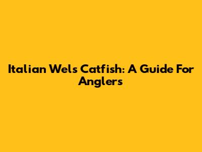 Italian Wels Catfish: A Guide For Anglers