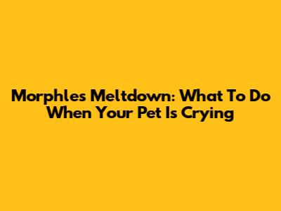 Morphle's Meltdown: What To Do When Your Pet Is Crying